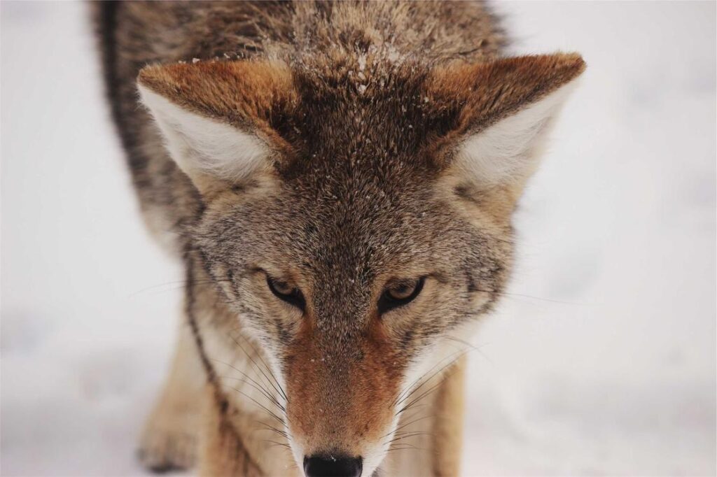 Backdrop
